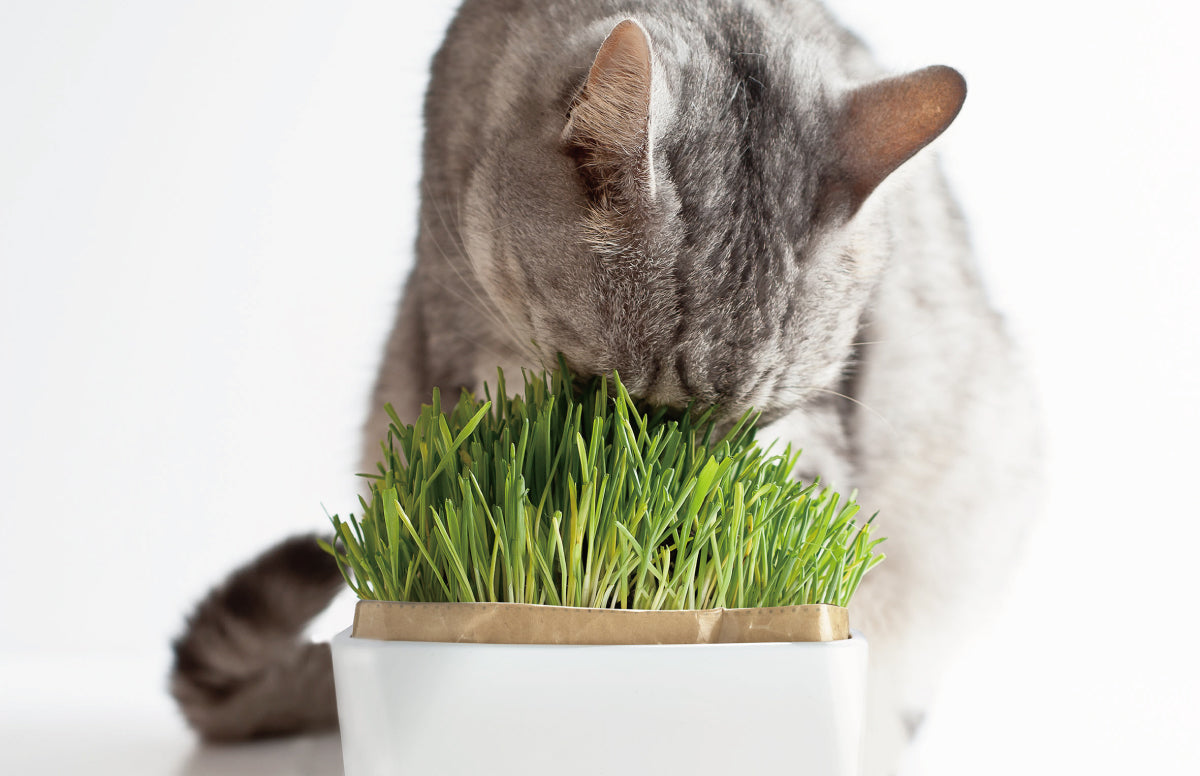 HARIOネットショップ – HARIO NETSHOP