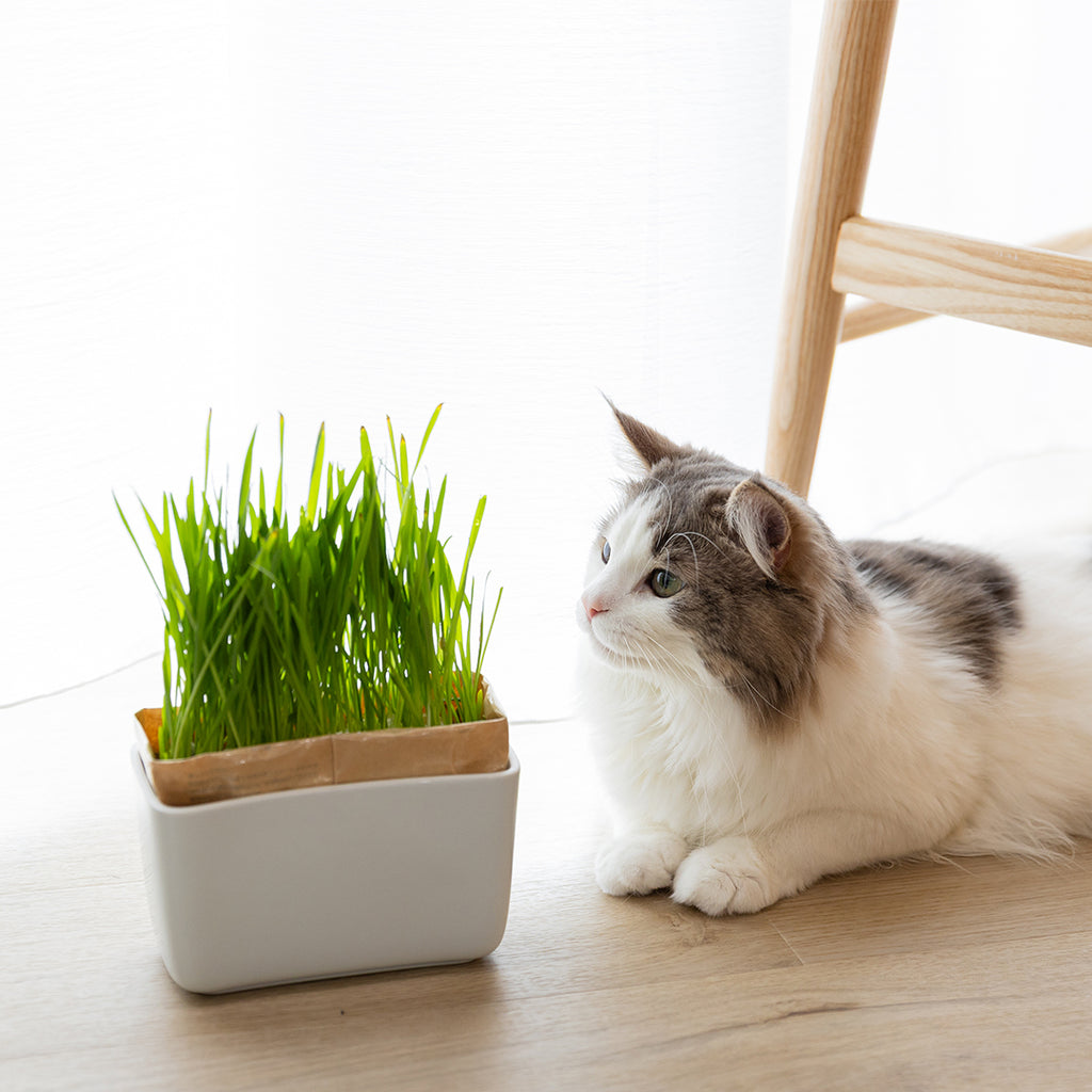 いーちゃん 猫壱　猫と葉っぱ2個　flower 2個セット　合計４セット 猫壱（necoichi） キャットトンネルスパイラル 木目柄 : ペッツ