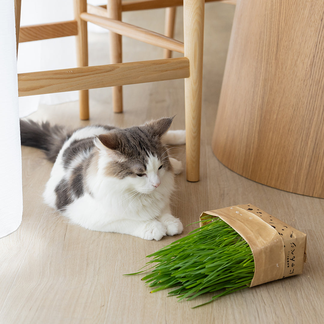 猫草栽培キットにゃんベジリフィル2パック –猫用品なら HARIO NETSHOP