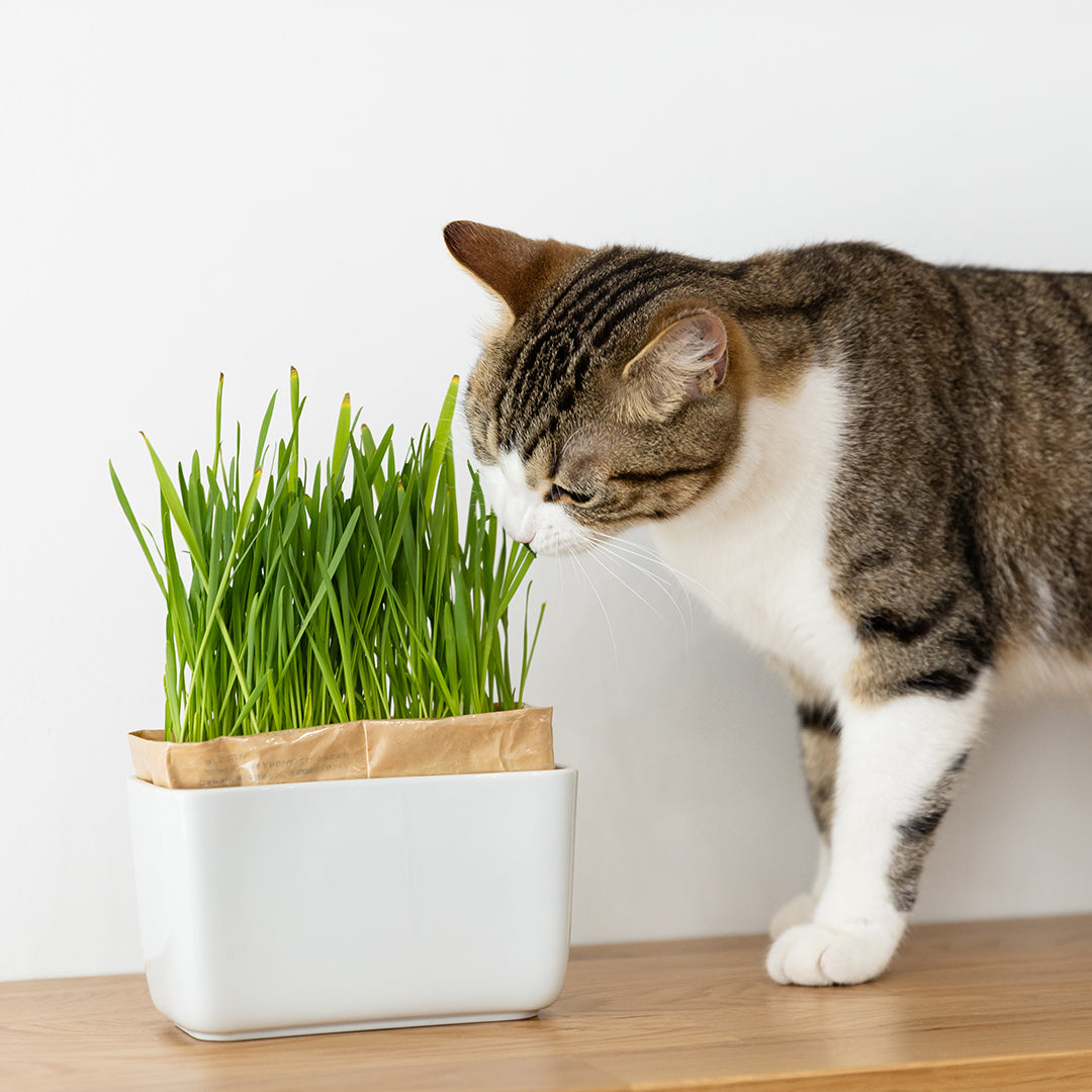 猫草栽培キット にゃんベジセット –猫用品なら HARIO NETSHOP