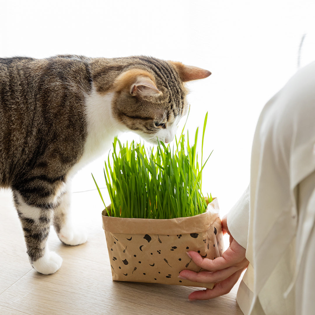 猫草栽培キットにゃんベジリフィル2パック –猫用品なら HARIO NETSHOP