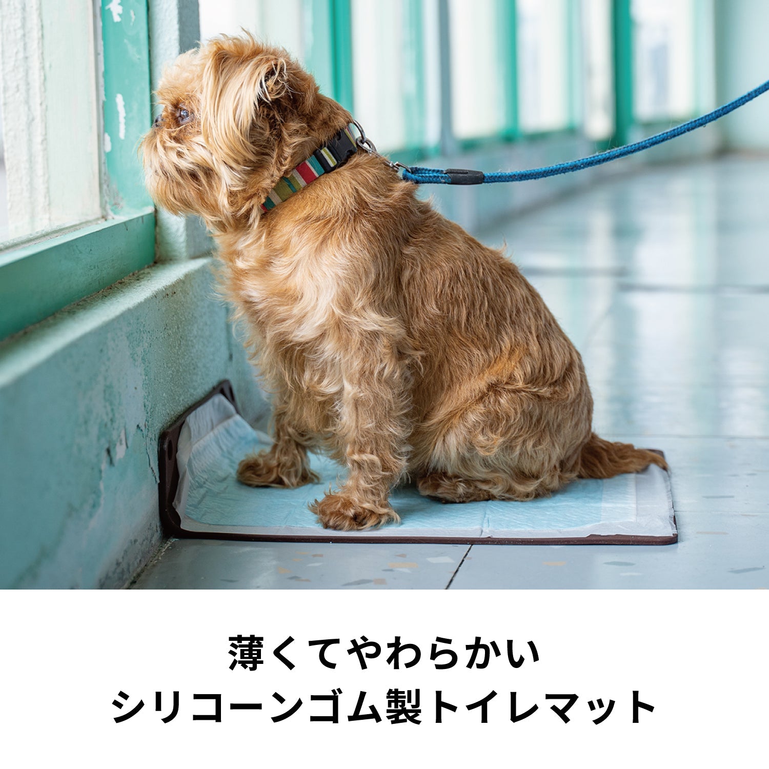 ハリオ (HARIO) ワンコトイレマット レギュラー ショコラブラウン w17b8b5 ワンコトイレマット レギュラー – HARIO NETSHOP