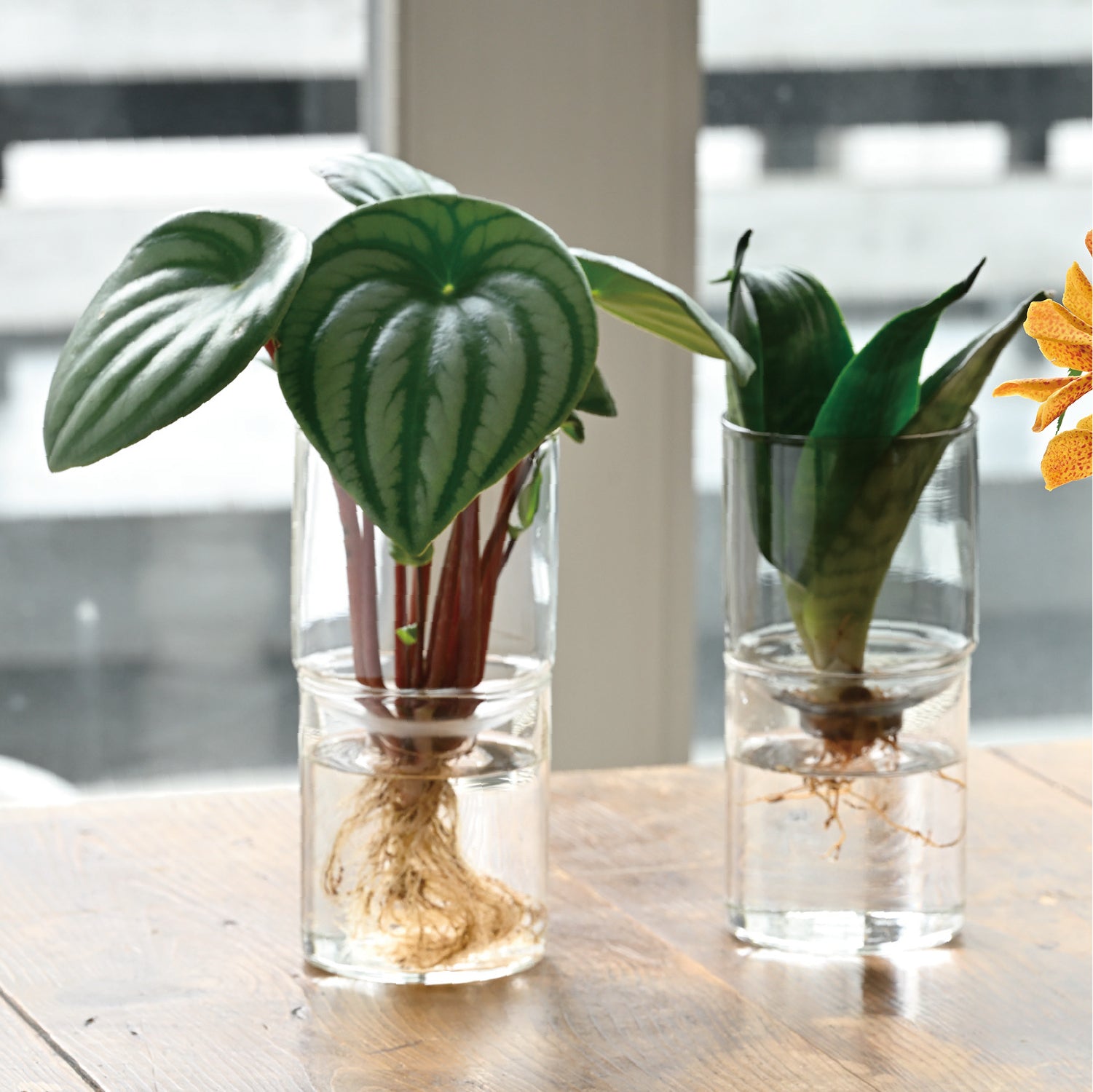 【ガラスの花器】✴︎オーラを放つ存在感✴︎ ガラスのある生活 ガラスの花器 – HARIO NETSHOP
