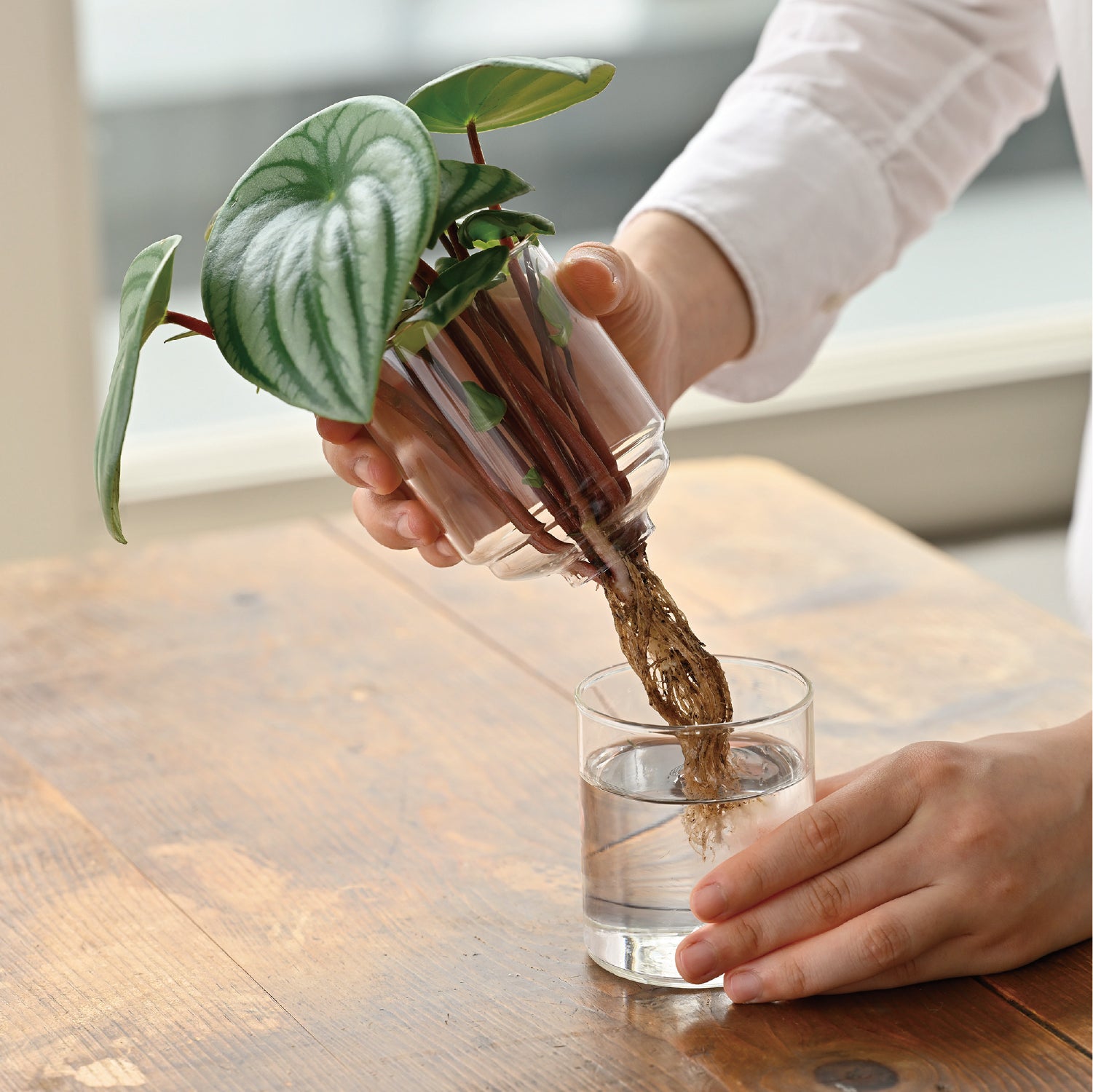 ガラスのある生活 ガラスの花器 – HARIO NETSHOP