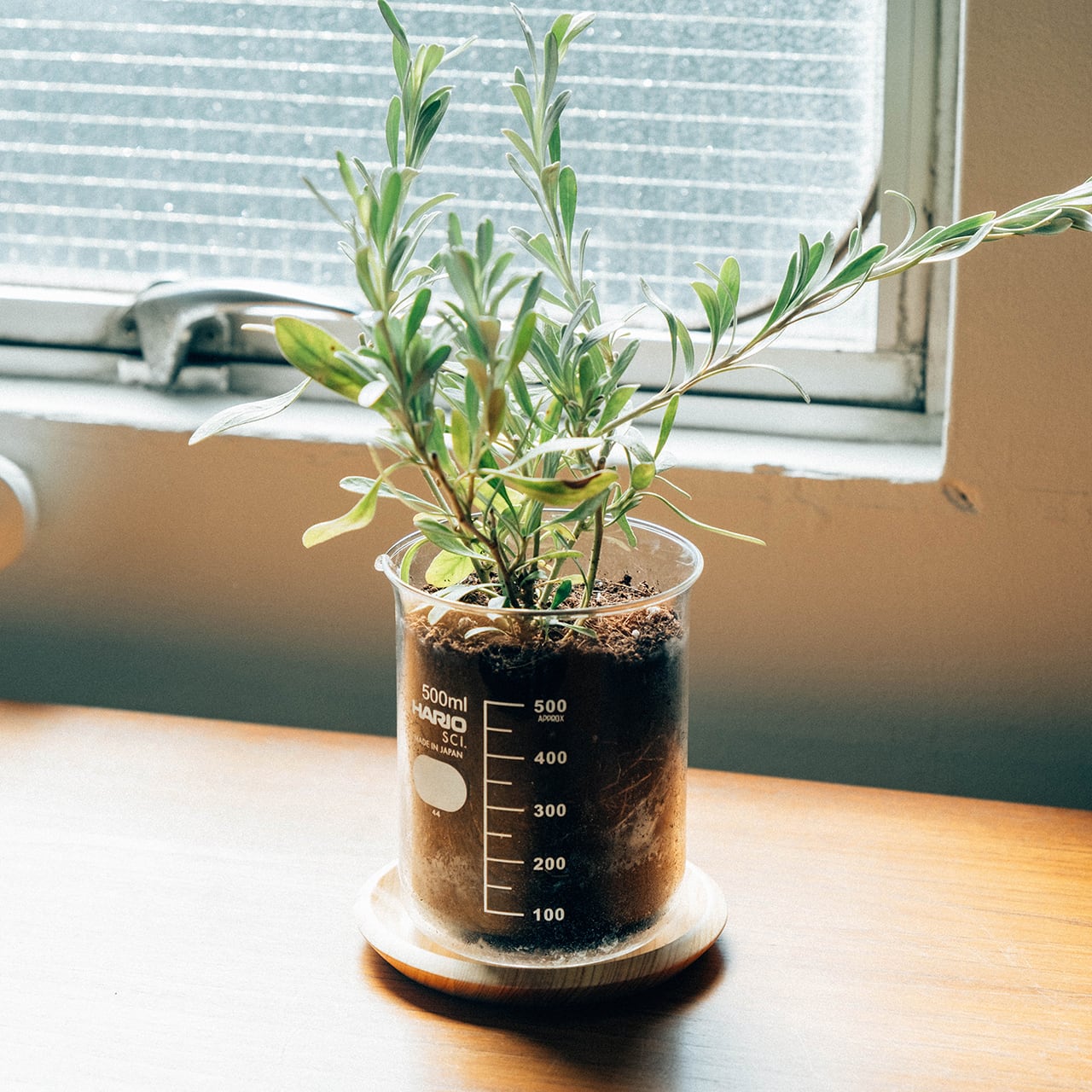 ビーカーの穴あき鉢 – HARIO NETSHOP